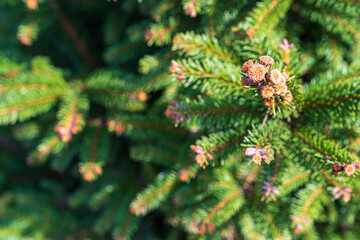 A close-up of coniferous evergreen shrubs.