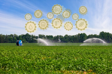 Potato plantation on a sunny day. Smart farm system, innovation technology. Agricultural...