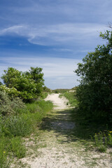 Fototapeta na wymiar Weg durch die grüne Naturlandschaft der Insel Baltrum