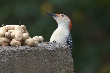 Red bellied woodpecker