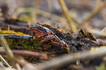 Beautiful frog Common Frog - Rana arvalis sitting in a leaf. The frog has distinctive eyes.
