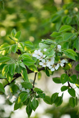 spring flowering of the pear tree