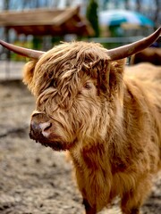scottish highland cow