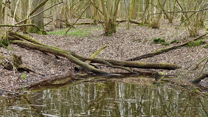 Forest scene with a small pond and dead wood in spring