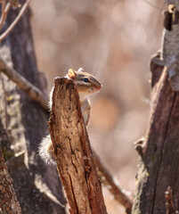 Backlit Chipmunk
