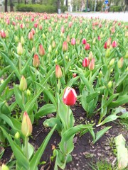 red and white tulips