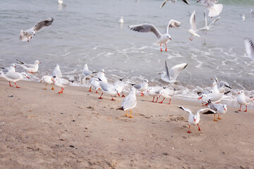 A flock of ivory seagulls walks on the sand of the beach, collects bread crumbs, fly, swim in the sea ocean