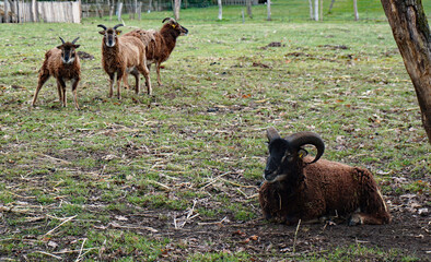 Group Soay sheep: ewes and a ram. This breed descends from a population of feral sheep on the island of Soay in the St Kilda Archipelago from the Western Isles of Scotland
