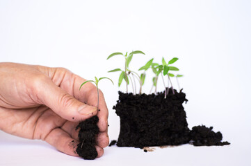 The hand of an elderly woman holds a young sprout of fresh green seedlings in moist soil on a white background.