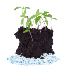 Young green seedlings in moist soil with blue-gray fertilizer pellets, isolated on a white background.
