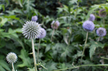 flower of a dandelion