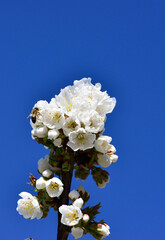 bee collecting pollen on flowering cherry or Cerasus in spring
