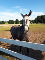 horse in a farm © Agnieszka