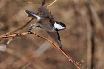 Black-capped Chickadee taking off from a tree branch in Mississauga, Ontario, Canada (motion...