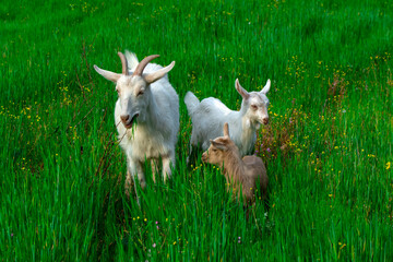 Beautiful goats grazing in the meadow