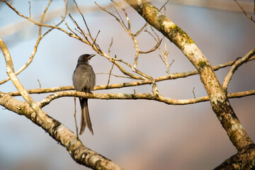Ashy Drongo in a forest in Thattekkad, Kerala, India
