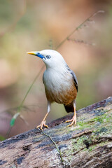 A Blyth's Starling in a forest in Thattekkad, Kerala, India