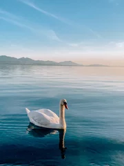 Keuken foto achterwand swans on the lake © Алина Тулякова