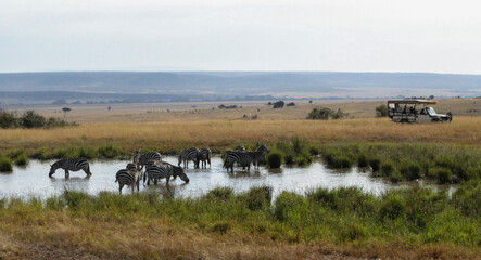 Herd of Zebra at the watering hole, safari jeep looks on.