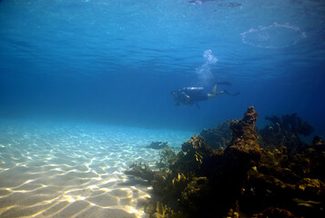 Naklejka na ściany i meble scuba diver , coral reef , caribbean sea , Venezuela