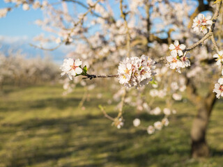 A field of blossoming almond trees. Shallow depth of field