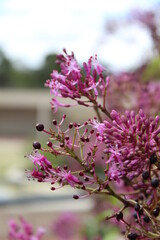 Fototapeta premium pink flower