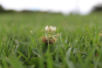flower in grass