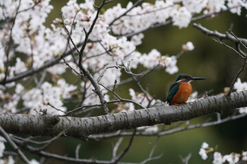 common kingfisher on chery blossom