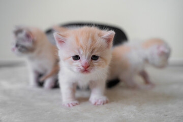 Ginger Scottish fold kitten baby walking on floor with other kittens from hat. Adorable cat concept