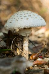 A fresh mushroom in the shade of the forest