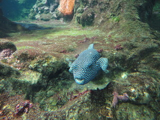 lugares incríveis e maravilhoso Genova aquario animais