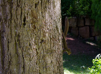 squirrel in the forest