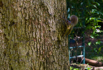 squirrel on tree