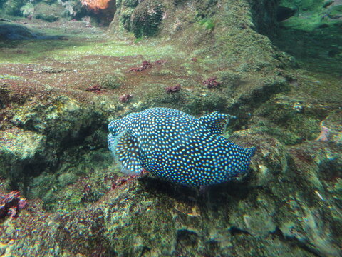 lugares incr&iacute;veis e maravilhoso Genova aquario animais