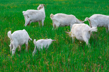 Obraz premium Beautiful goats grazing in the meadow