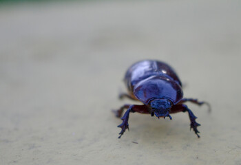 beetle on the ground