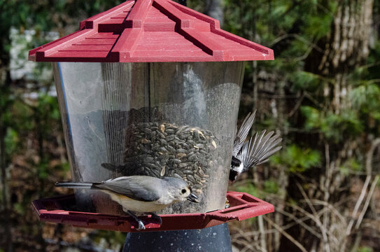 gray bird flying to bird feeder