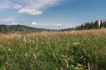 Meadow, trees and mountains on a warm summer day, Bieszczady Mountains, Poland