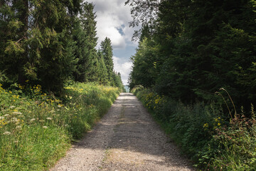 An empty, dirt road between trees, Bieszczady National Park, Poland