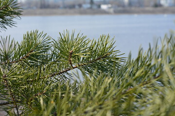 christmas tree on the lake