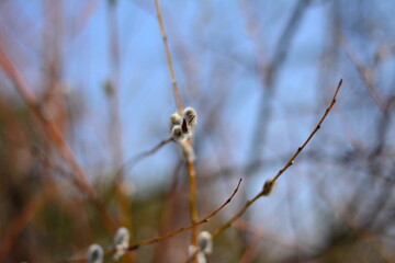 branches with catkins