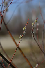 berries on a branch