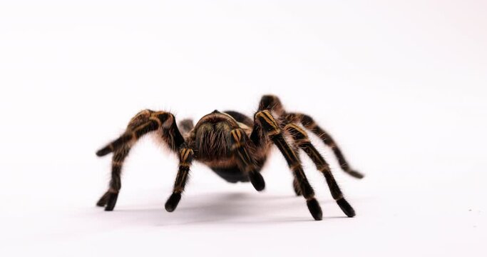 Tarantula spider quickly walks towards camera - isolated on white background - close up
