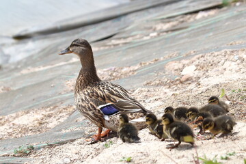 MAMA DE LOS PATITOS