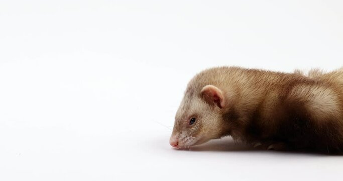Ferret isolated on white background - close up on face