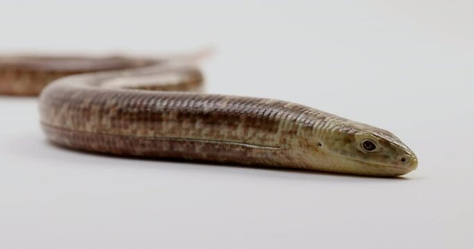 European glass legless lizard - close up on face against white background - breathing