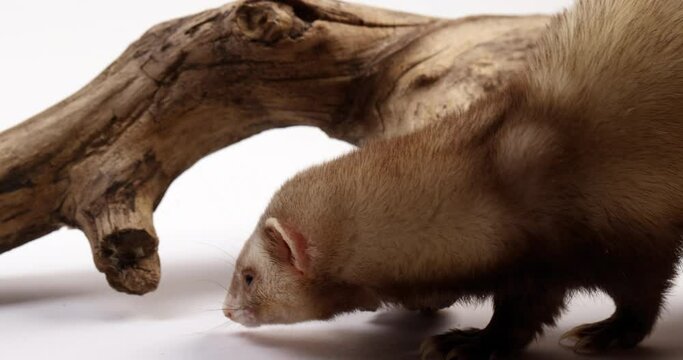 Ferret walks around tree branch sniffing - isolated on white background - side profile