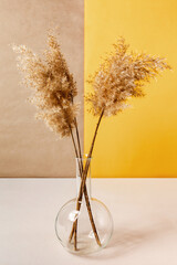 Dry grass in transparent vase on a light table. Yellow and beige colors background with a common reed. Minimal, styled concept for bloggers. Copy space. © lisannart