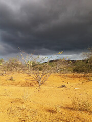 Fototapeta premium Sertão dry ground hinterland