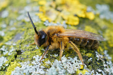 Closeup of the male of the Grey gastered Mining Bee, Andrena tibialis on a lichen covered piece of wood